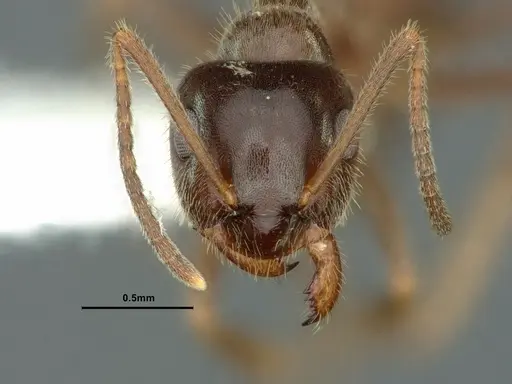 Lasius ponderosae - CASENT0883407