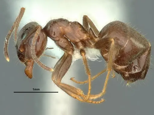 Lasius ponderosae - CASENT0883407