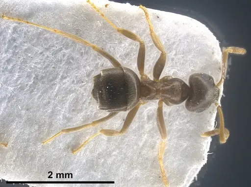 Lasius precursor specimen