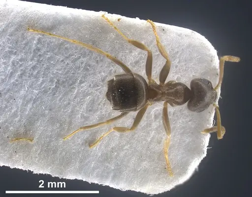 Lasius precursor specimen