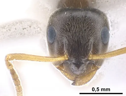 Lasius precursor specimen