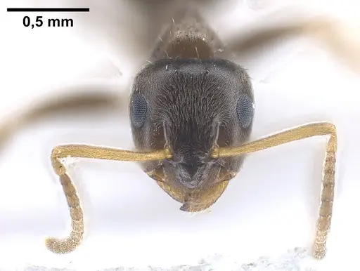 Lasius precursor - ANTWEB1041450