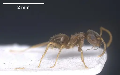 Lasius precursor - ANTWEB1041450