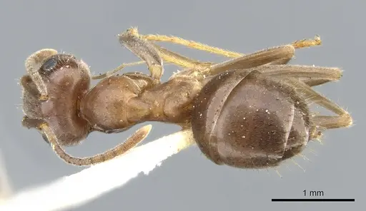 Lasius productus specimen