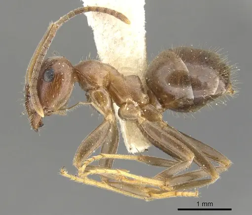 Lasius productus specimen