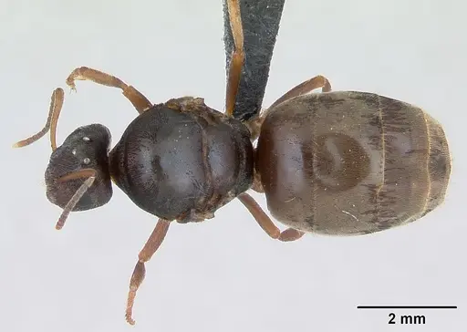 Lasius psammophilus specimen