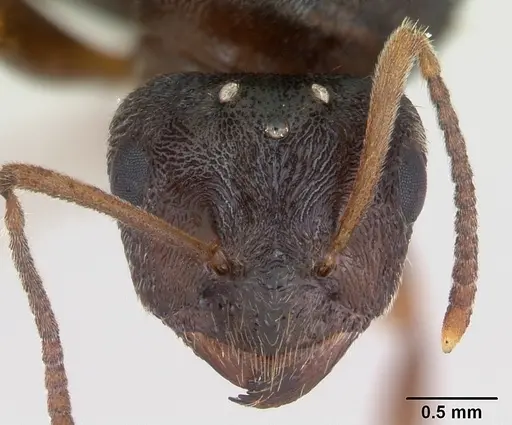 Lasius psammophilus specimen