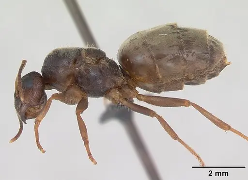 Lasius psammophilus specimen