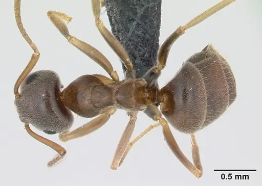 Lasius psammophilus - CASENT0172733