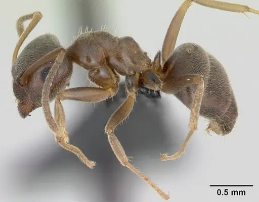 Lasius psammophilus - CASENT0172733