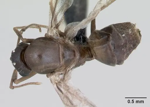 Lasius psammophilus - CASENT0172734