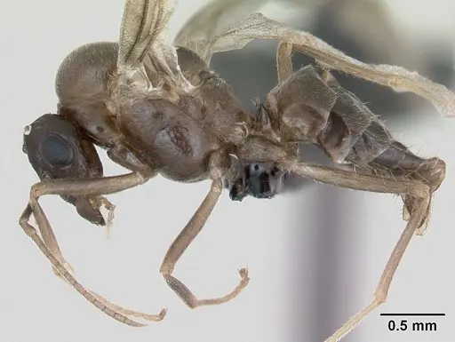 Lasius psammophilus - CASENT0172734
