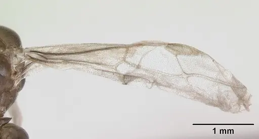 Lasius psammophilus - CASENT0172734