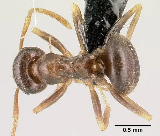 Lasius psammophilus - CASENT0179885