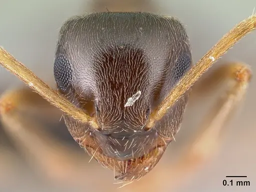 Lasius psammophilus - CASENT0179885