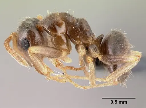 Lasius psammophilus - CASENT0179885