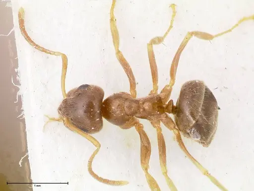 Lasius psammophilus - FOCOL0752