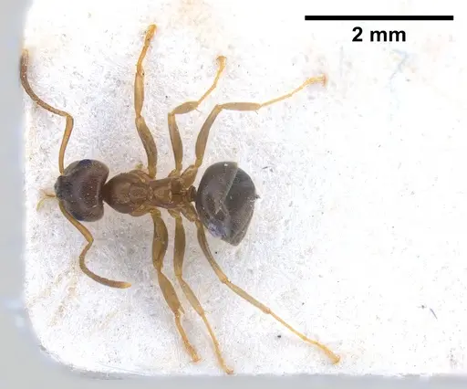 Lasius psammophilus - FOCOL0752
