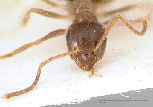 Lasius psammophilus - FOCOL0752