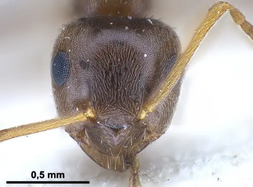 Lasius psammophilus - FOCOL0752