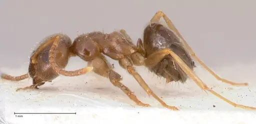 Lasius psammophilus - FOCOL0752