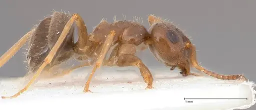 Lasius psammophilus - FOCOL0752