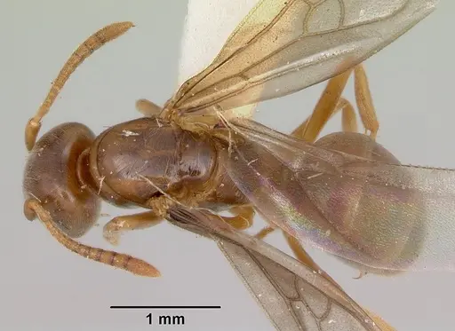Lasius pubescens specimen