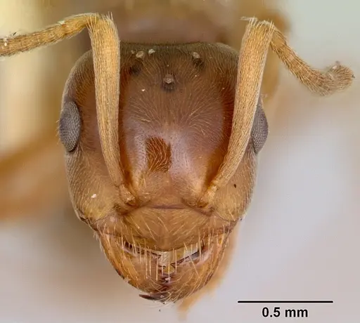 Lasius pubescens specimen