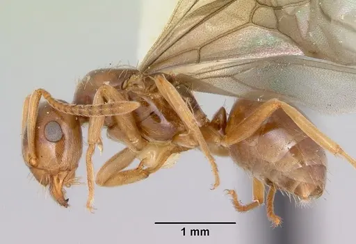 Lasius pubescens specimen