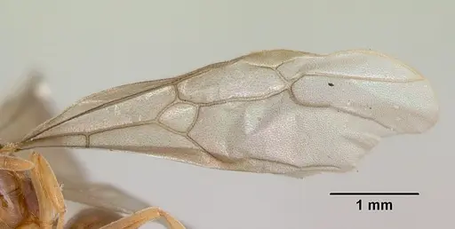 Lasius pubescens - CASENT0103495