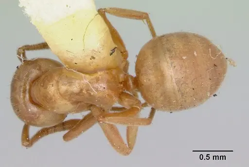 Lasius pubescens - CASENT0103497