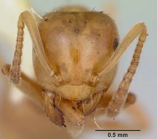 Lasius pubescens - CASENT0103497