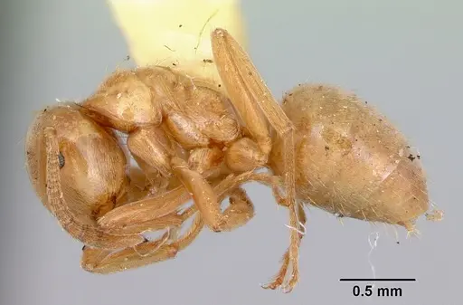 Lasius pubescens - CASENT0103497