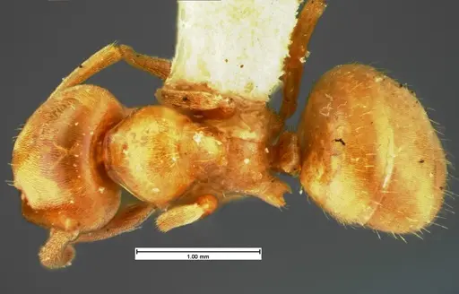 Lasius pubescens - CASENT0105576