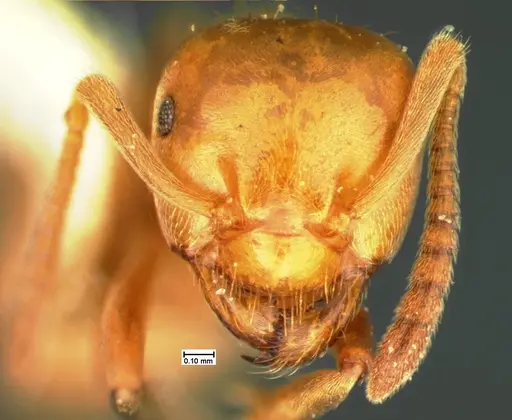 Lasius pubescens - CASENT0105576