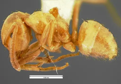 Lasius pubescens - CASENT0105576