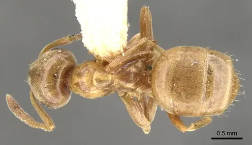 Lasius pubescens - CASENT0903202