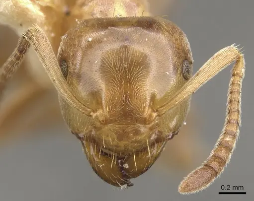 Lasius pubescens - CASENT0903202