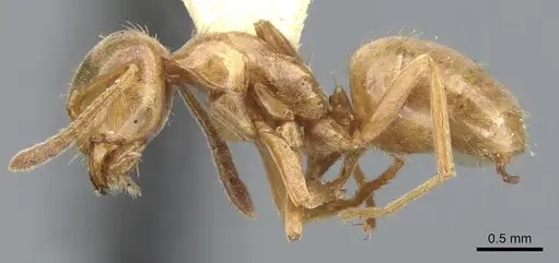 Lasius pubescens - CASENT0903202