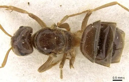 Lasius rabaudi specimen