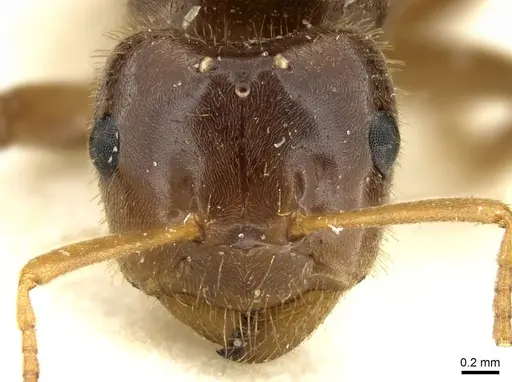 Lasius rabaudi specimen