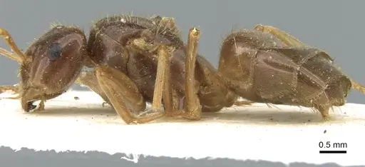 Lasius rabaudi specimen