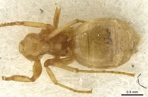 Lasius rabaudi - CASENT0906276