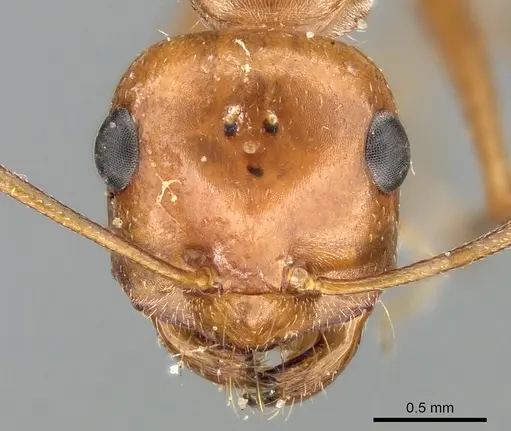 Lasius rabaudi - CASENT0906276
