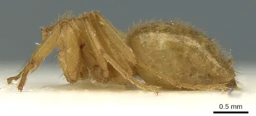 Lasius rabaudi - CASENT0906276