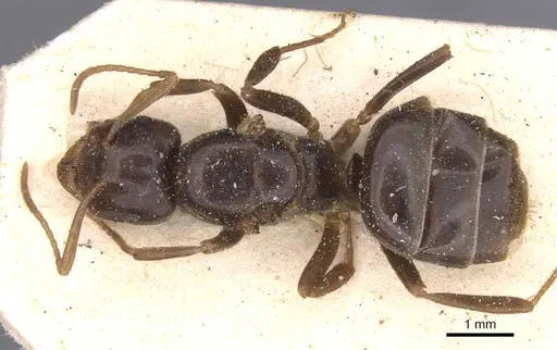 Lasius rabaudi - CASENT0912286