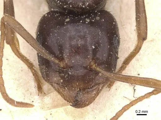 Lasius rabaudi - CASENT0912286