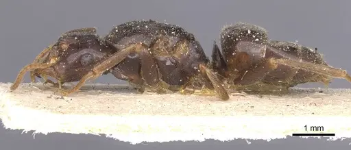 Lasius rabaudi - CASENT0912286