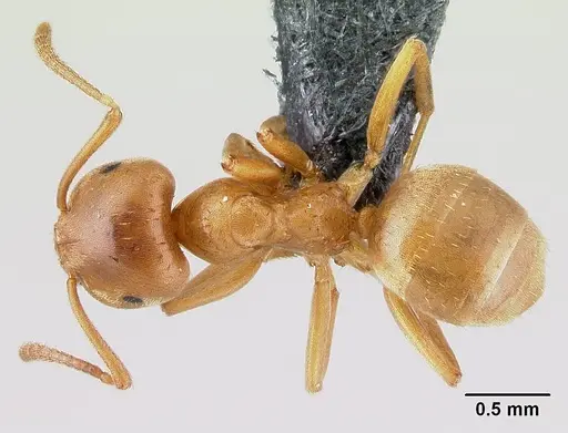 Lasius reginae specimen