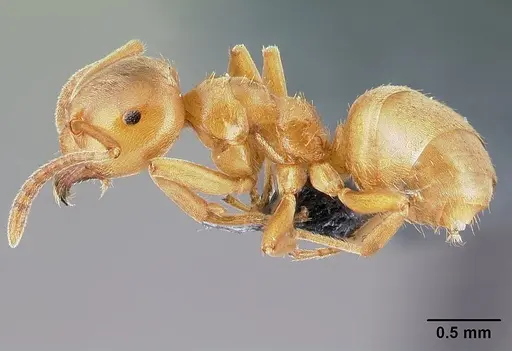 Lasius reginae specimen